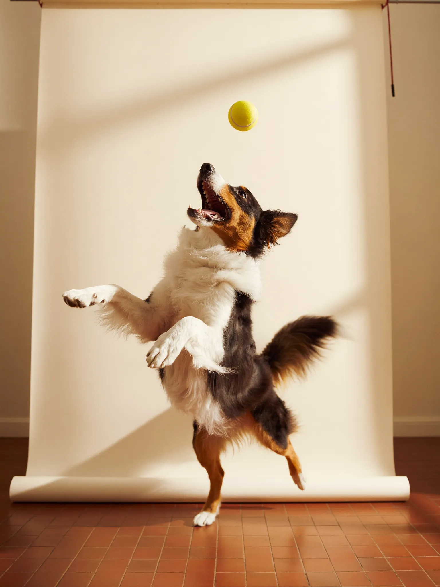 Chien attrapant une balle de tennis en plein saut, photographie studio